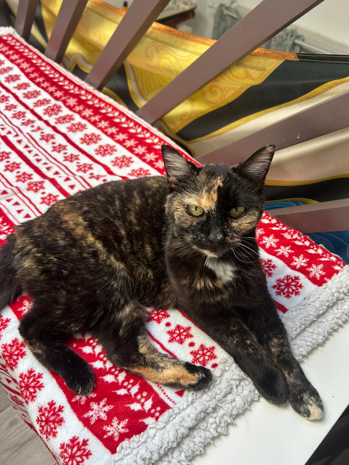Victoria, chatte parrainée par Trame(s)